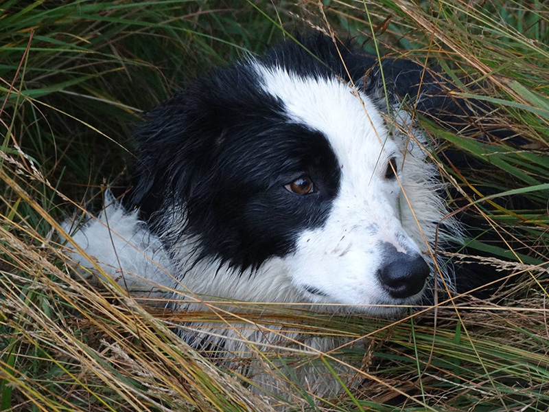 Therapiehund Stella Therapiehund Stella